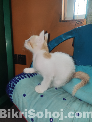 Mixed bread Kitten